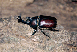 カブトムシ山